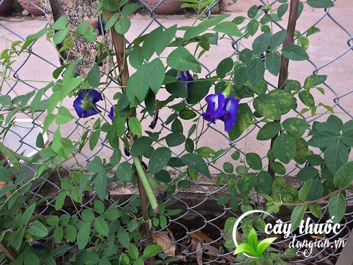 nen-mua-hat-giong-cay-giong-hoa-dau-biec-o-dau